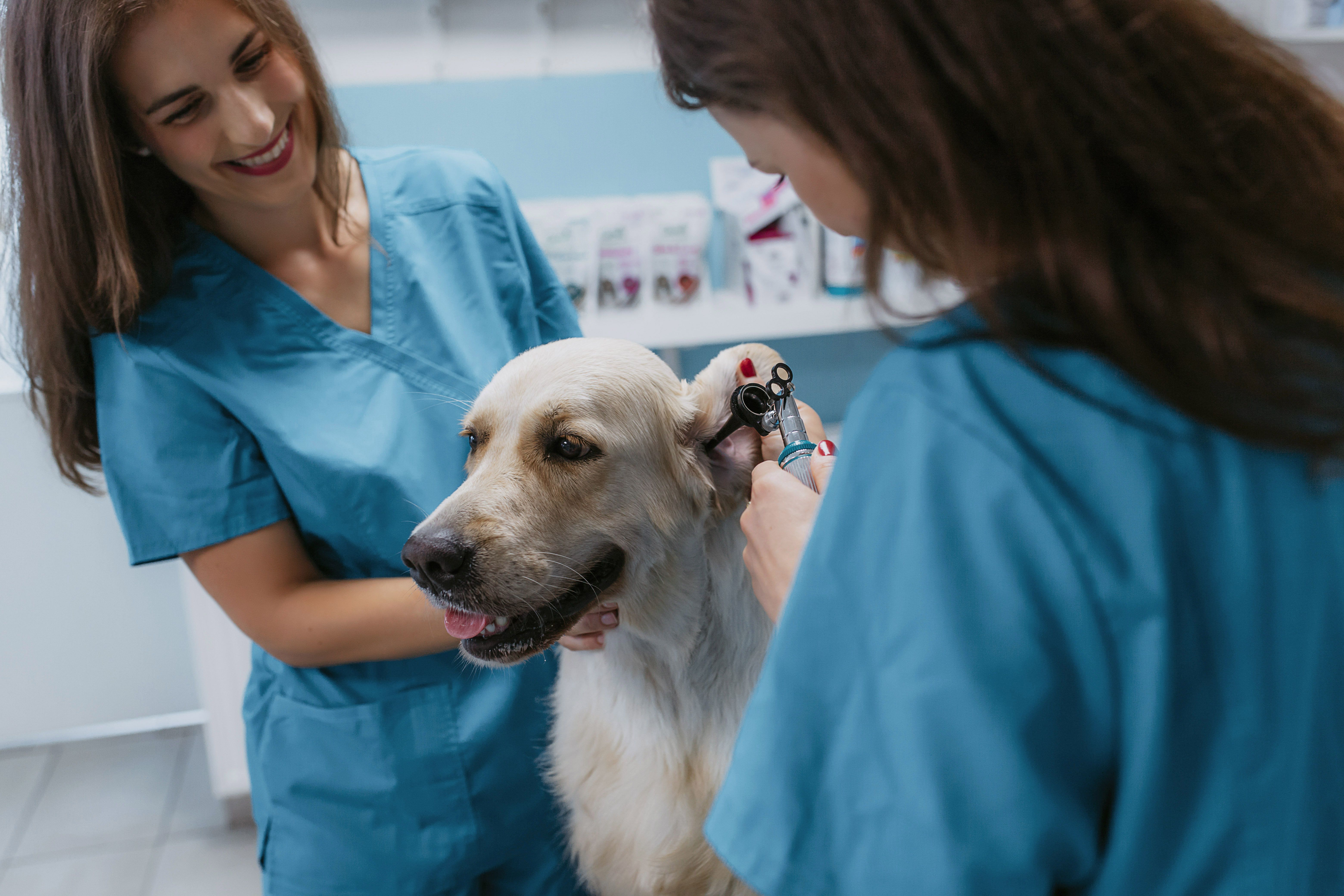 MVDr. Barbara Popovičová Veterinár Košice VETERAS